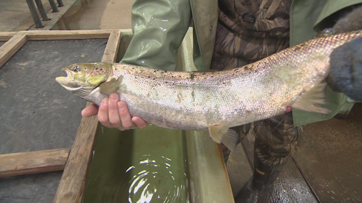 A 2021 file photo of an Atlantic salmon from Waughs River near Tatamagouche, N.S. (Robert Guertin/CBC - image credit)