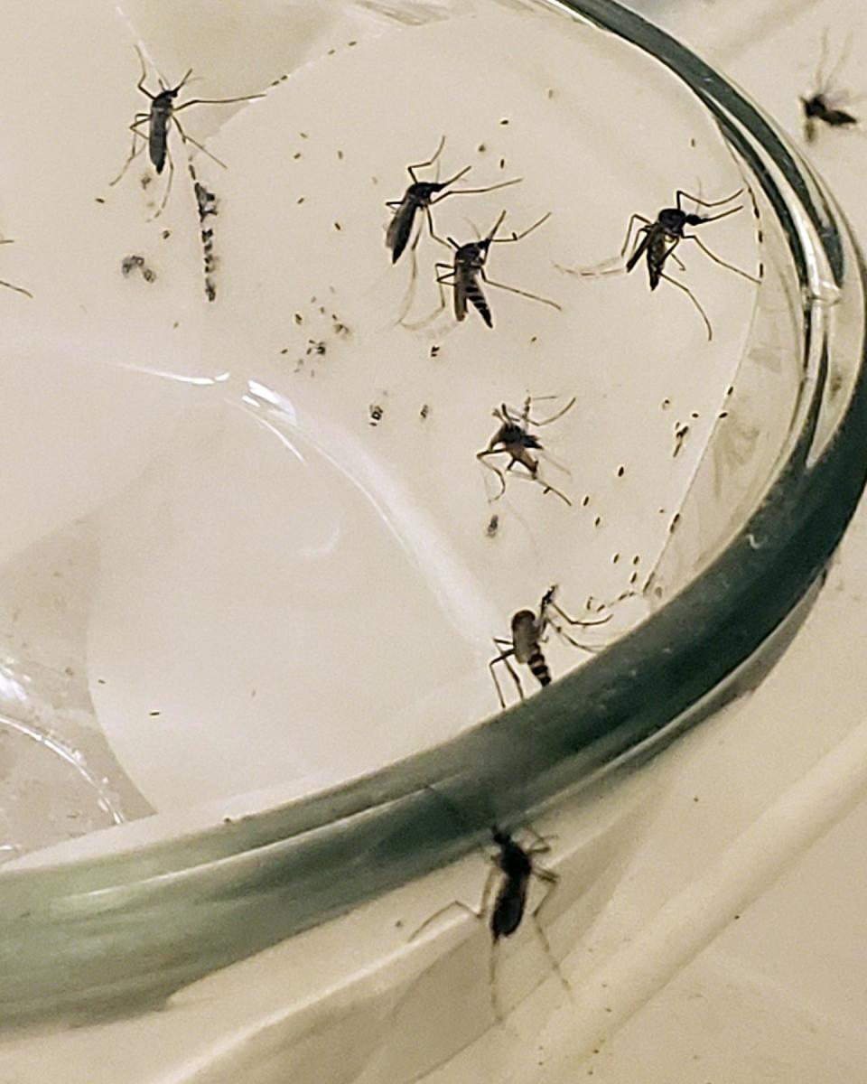 About half a dozen mosquitoes spread along the inside of a container.