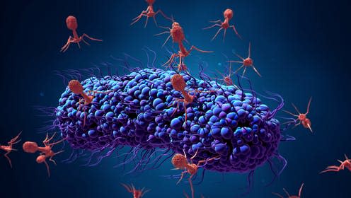 <span class="caption">Bacteriophages infecting a bacterial cell.</span> <span class="attribution"><a class="link " href="https://www.shutterstock.com/image-illustration/3d-illustration-bacteriophage-infecting-bacterium-1126283543" rel="nofollow noopener" target="_blank" data-ylk="slk:Design_Cells/ Shutterstock;elm:context_link;itc:0;sec:content-canvas">Design_Cells/ Shutterstock</a></span>