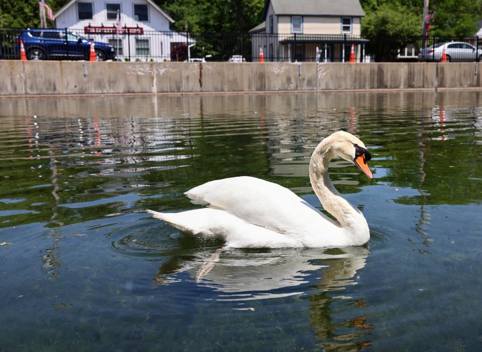 Manny, one of the beloved swans from the Manlius swan pond, swims in the pond alone without his mate, Faye, Tuesday, May 30, 2023 in Manlius, N.Y.