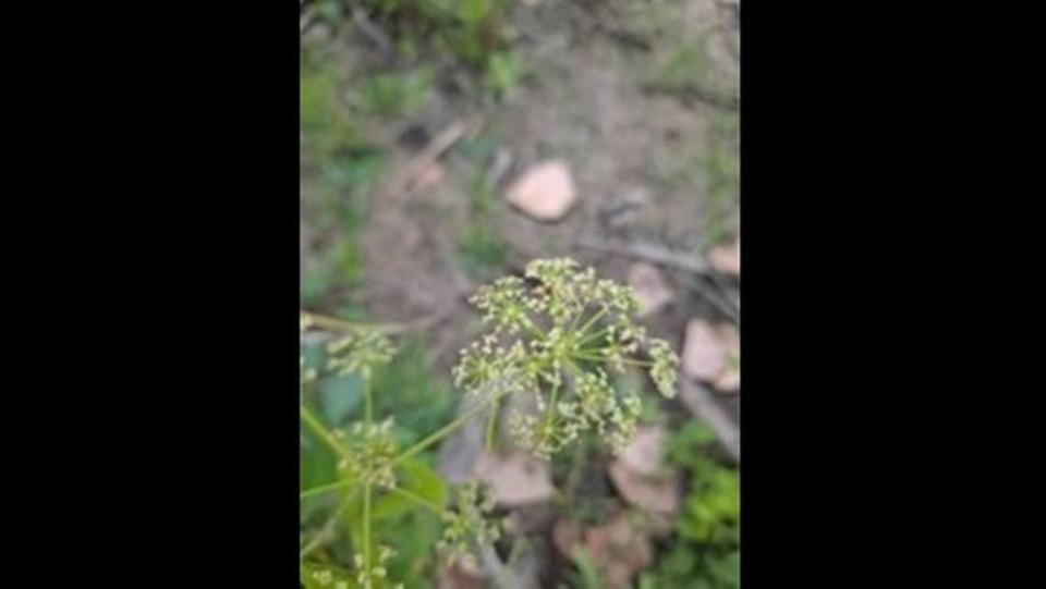 La cicuta maculata se encuentra cerca de arroyos, marismas y manantiales permanentes.