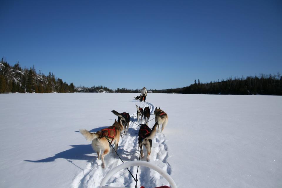 Sled dogs leading a sled through the snow