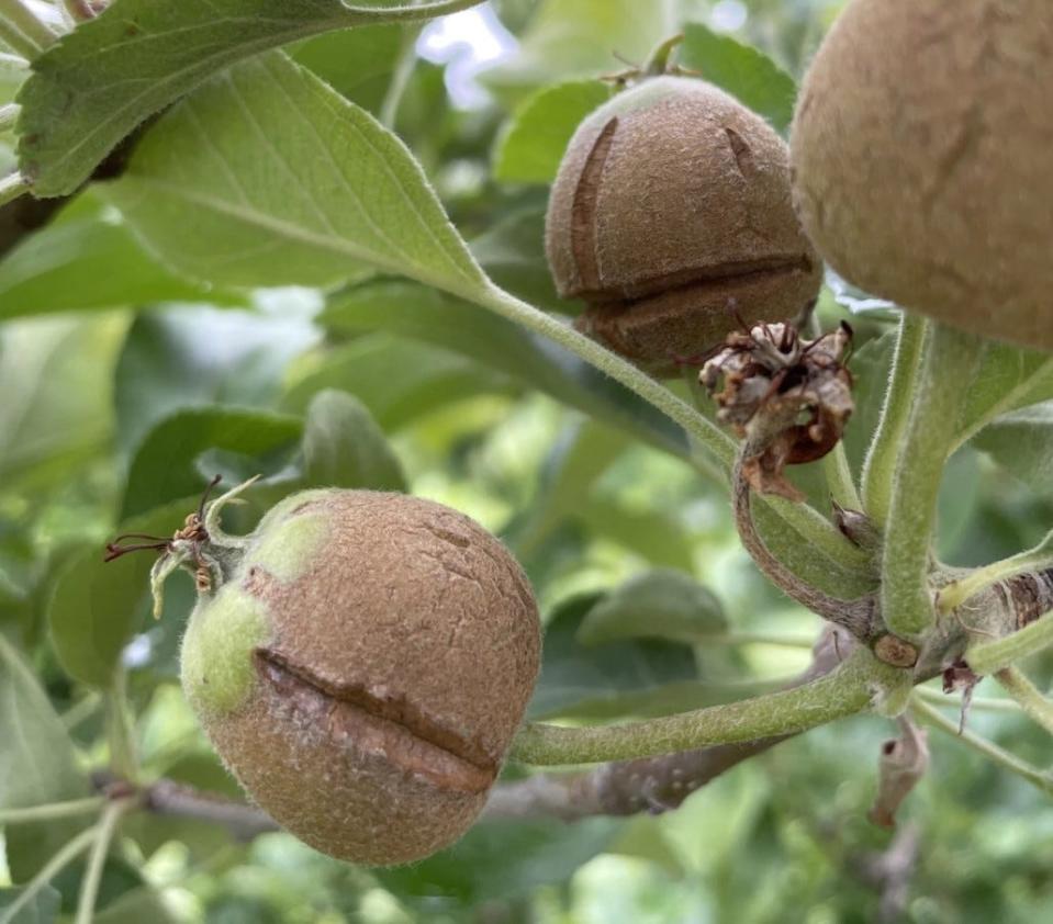 An example of frost damage on New Hampshire apples, pictured June 2023