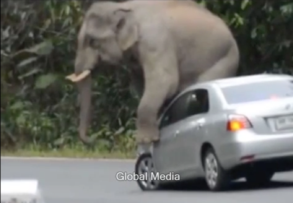 Angry elephant squashes car on rampage in Thailand 