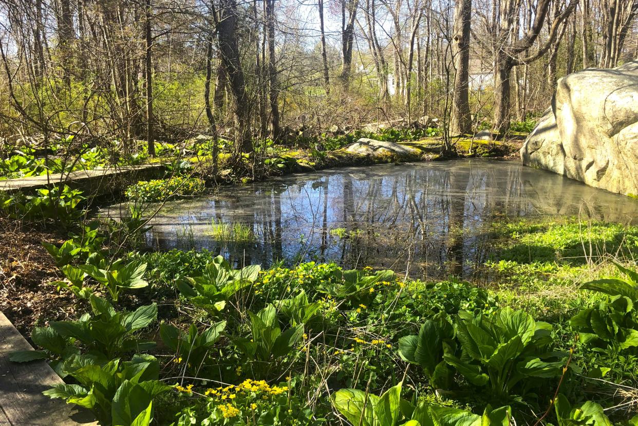 A boardwalk pathway takes visitors to this tranquil scene, a vernal pool behind the Wildflower Garden at the Mann Farmhouse in Scituate. The Scituate Garden Club holds its annual plant sale there on May 18, 2024.