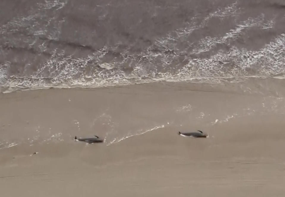 In this image made from aerial video shows numerous stranded whales along the coastline in Tasmania, Australia. (Australian Broadcast Corporation via AP)