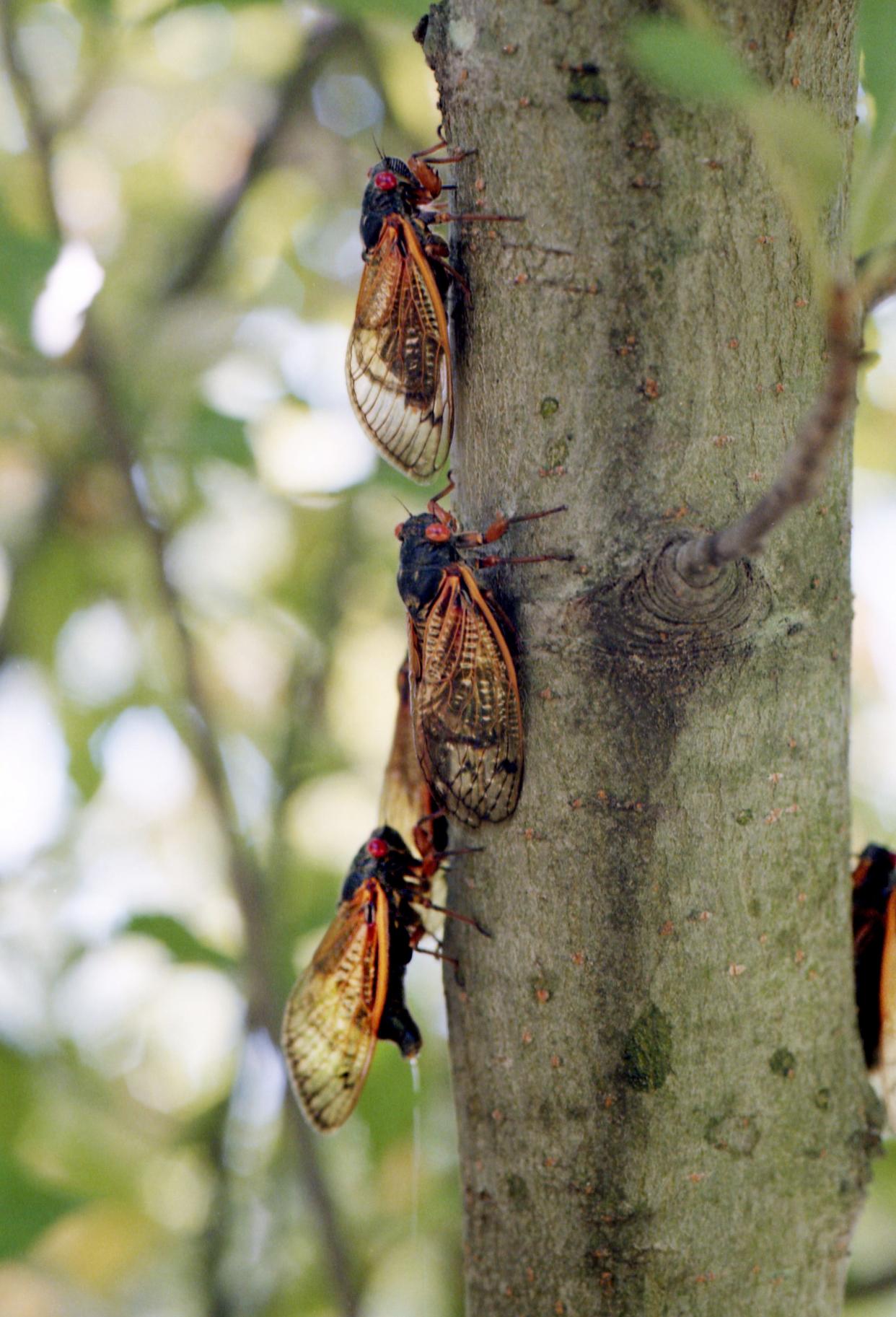 Thousands of cicadas are everywhere in Nashville, like this tree on May 18, 1998, and the continued sound of the all-male cicada choruses belting out mating melodies can drown out a chainsaw.