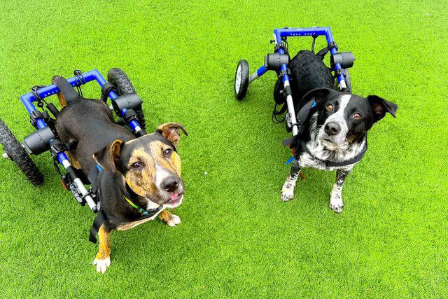 <p>Stray Rescue of St. Louis</p> Owen the dog (right) with a friend