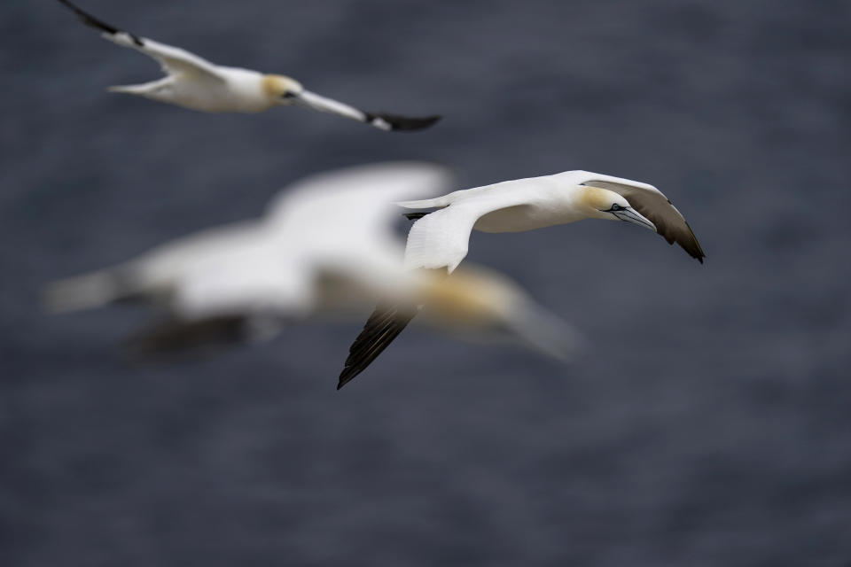 Northern gannets fly near Bonaventure Island in the Gulf of St. Lawrence off the coast of Quebec, Canada's Gaspe Peninsula, Tuesday, Sept. 13, 2022. Experts say there's little question that global warming is reshaping the lives of northern gannets by driving fish deeper into cooler waters and sometimes beyond their reach. (AP Photo/Carolyn Kaster)