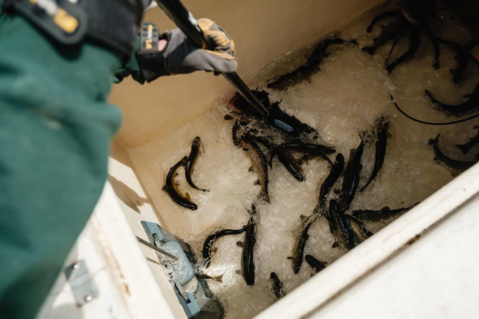 Rainbow trout between 10 and 12 inches long are swept out of a holding tank on Thursday, April 27, 2023, at Tuscora Park in New Philadelphia during delivery of fish from the Ohio Department of Natural Resources Division of Wildlife.