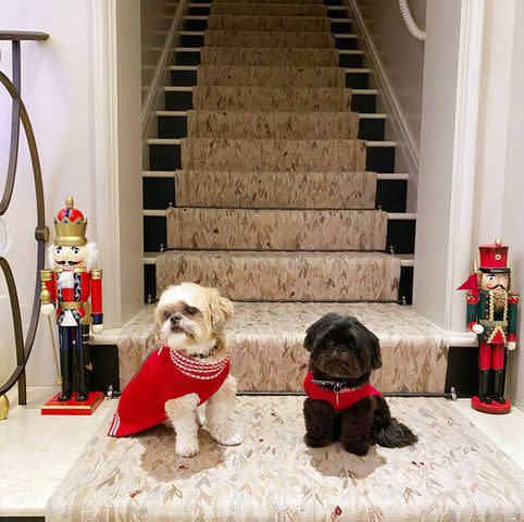 <p>kellyripa/Instagram</p> Chewie and Lena.