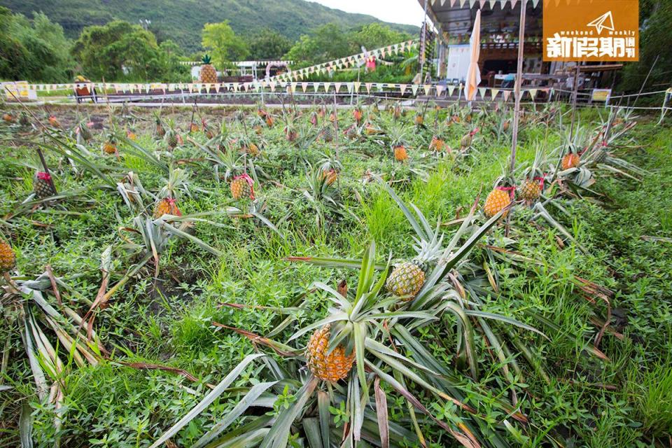 每個月菠蘿園會有400-500個菠蘿收成。