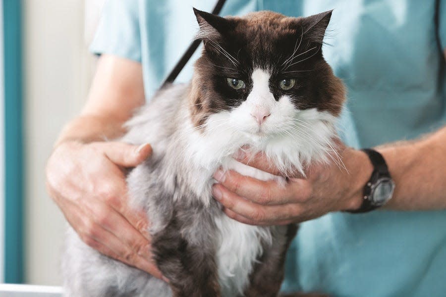 Visits to the vet don’t have to be a fight. Here’s how to keep cats happy.