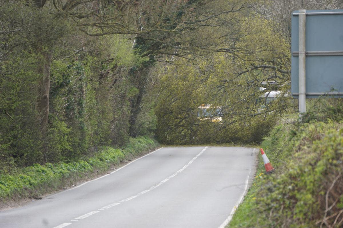 Fallen tree on the A350 Poole Road <i>(Image: Submitted)</i>