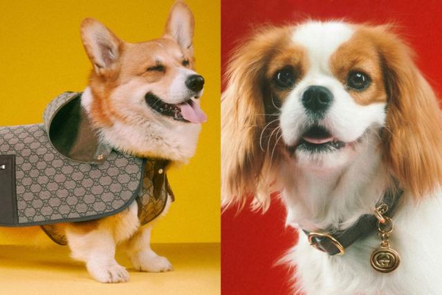 Gucci for pets lands with adorable portraits from Max Siedentopf