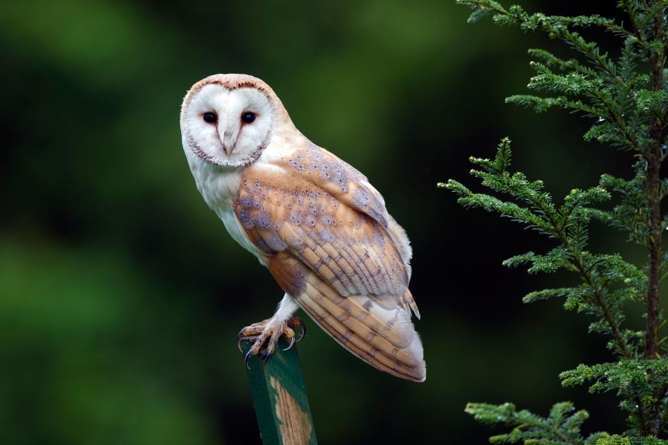 Barn Owl