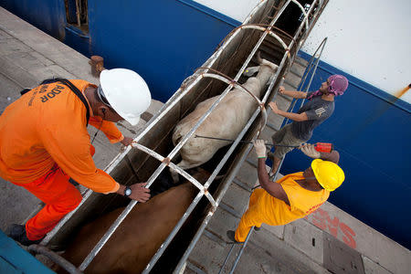 FILE PHOTO: Workers guide cattle up a ramp leading into a cargo ship for export, at Vila do Conde port in Barcarena, Para state, near the mouth of the Amazon river, October 9, 2013. REUTERS/Paulo Santos/File Photo