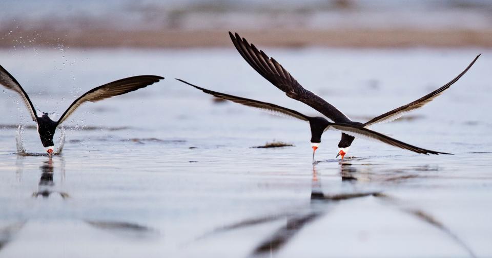 Black skimmers feed at Bunche Beach in south Fort Myers in July2022. The graceful birds skim the water with their bills wide open. When they feel prey they quickly snap their bill shut. Shorebird nesting season started in recent weeks and will run through mid-September.