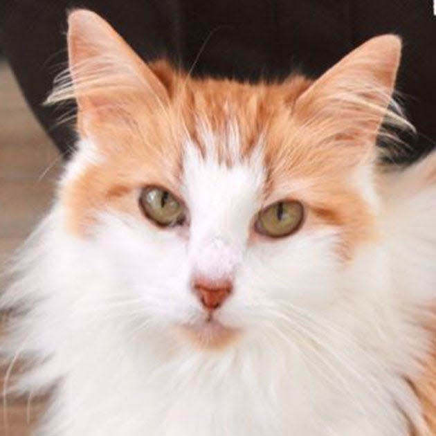 Cupcake, a female Maine Coon and Turkish Angora mix, is available for adoption from Wags & Whiskers Pet Rescue. Routine shots, tests and deworming are up to date. Call 904-797-6039 or go to wwpetrescue.org.