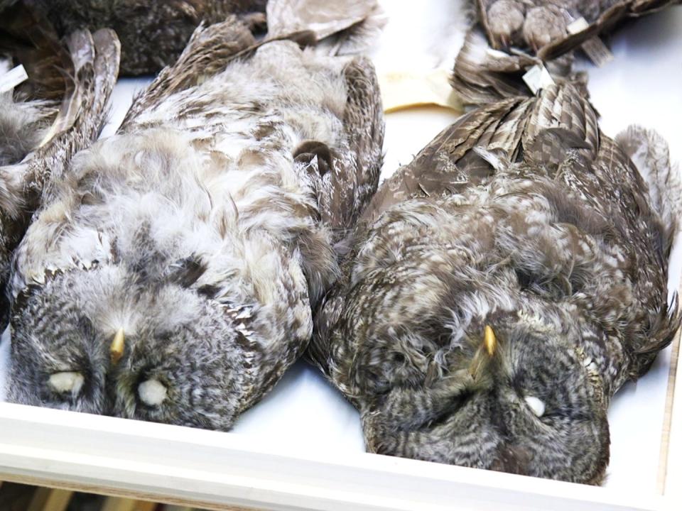 A drawer of great grey owl specimens.