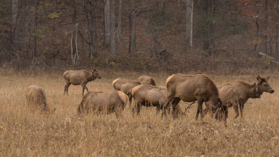 Elk are vegetarian, relying on a diet of grasses, forbs, and acorns as well as bark, leaves, and buds from shrubs and trees.