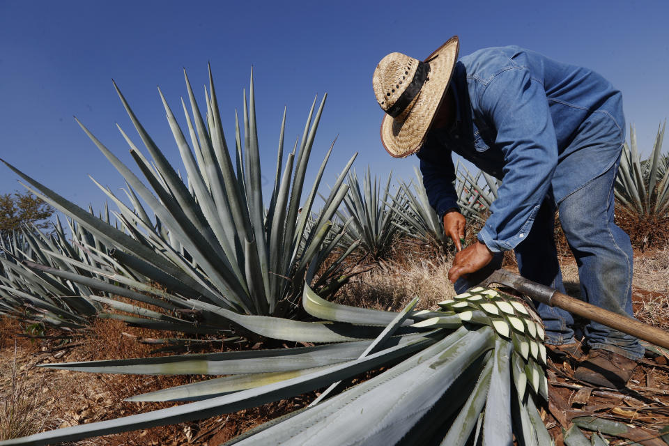 AMATITAN, MEXICO - MAY 15: A worker known as 'jimador' performs the 'Jima' which consist in cutting the blue agave, later used to distil and produce Tequila on May 15, 2020 in Amatitan, Mexico. Unlike beer, tequila production was considered essential and distilleries continue to work during the pandemic. Exports to the United States in April increased 60%. (Photo by Refugio Ruiz/Getty Images)