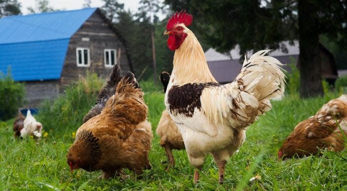 FILE: Chickens in a yard. Egg prices nationwide have been rising due to a variety of causes, including a highly transmissable bird flu that has cut down the number of egg-laying chickens nationwide.