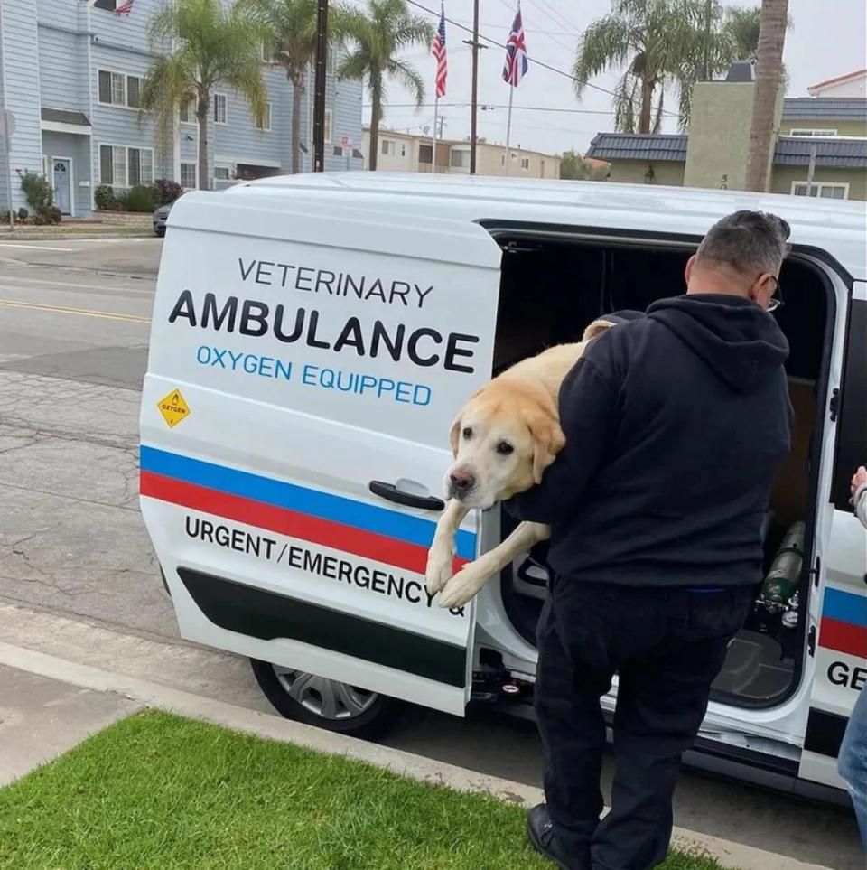 Albert Sánchez lleva a un perrito a su ambulancia. Cortesía sitio web: Veterinary Ambulance of Southern California.