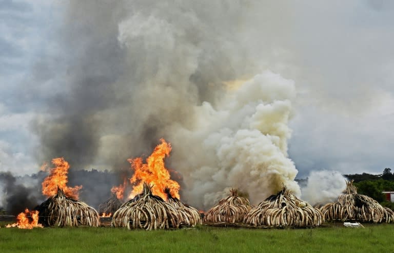 Stacks of elephant tusks and rhinoceros horns are burned after being seized from traffickers at the Nairobi National Park in 2016