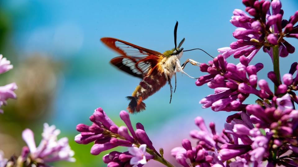 how to create a pollinator garden
