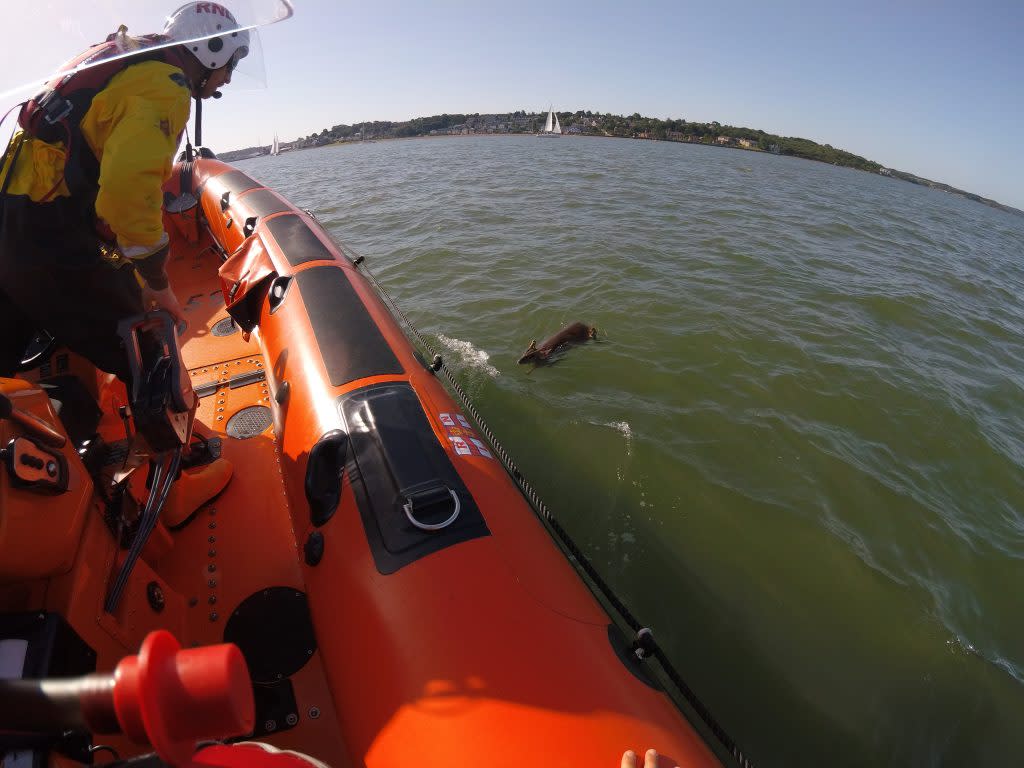 The deer is believed to have been carried across the Solent by the tide. (Cowes RNLI)