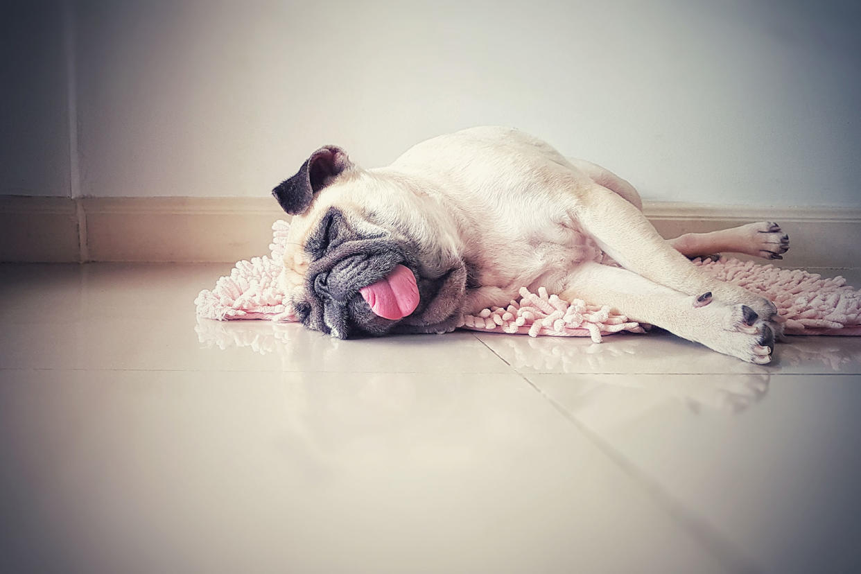 Cute pug dog sleeping on the floor Getty Images/fongleon356