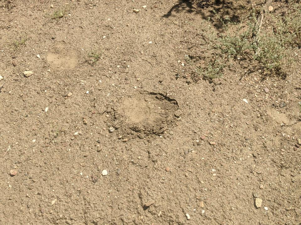 A paw print left behind by an American black bear seen roaming at an Oak Hills home on Monday, May 9, 2022.