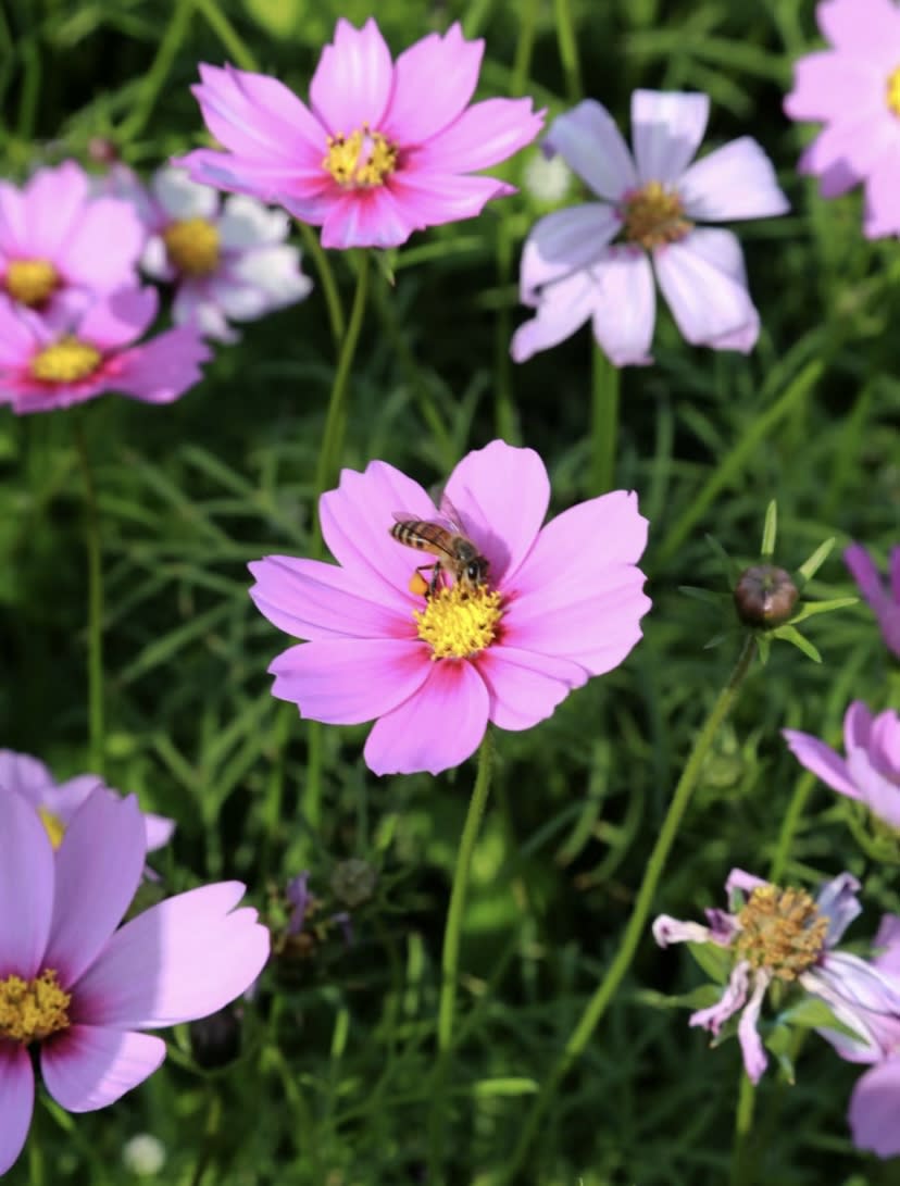 廣州旅遊｜廣州海珠湖公園賞波斯菊！花海佔地17萬呎、免費入場 遠眺廣州塔小蠻腰＋登遊船賞兩岸打卡靚景