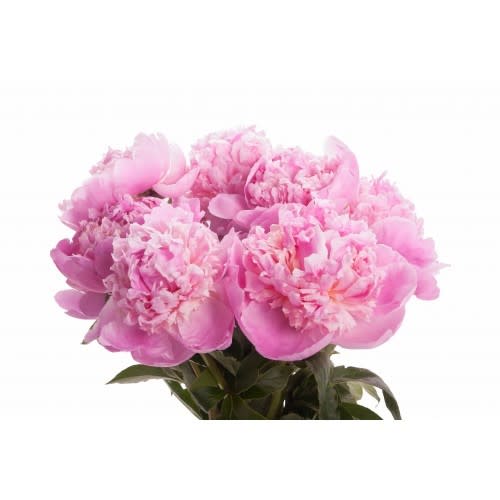 Mother’s Day Hot Pink Peonies