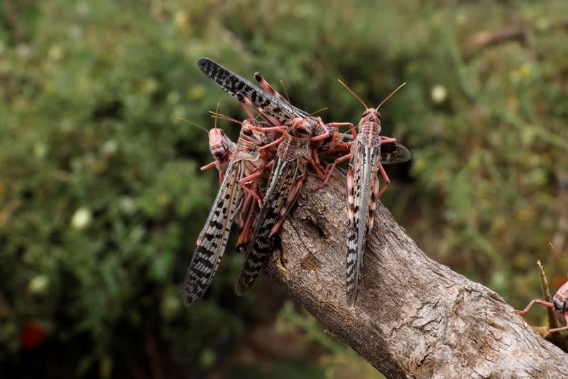 Locusts are seen after devastating a tomato farm near the town of Lodwar, Turkana county