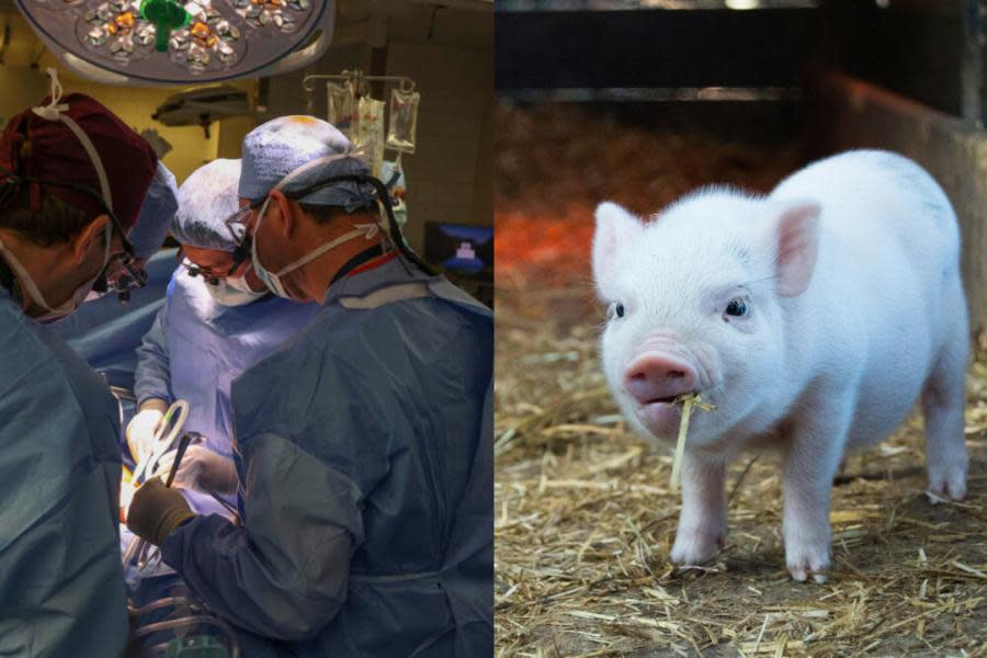 Trasplantan el primer riñón de cerdo en paciente vivo en Estados Unidos