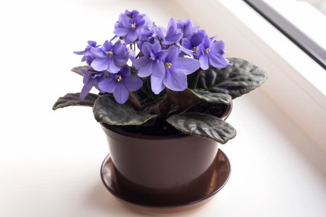 <p>Ludmila Kapustkina / Getty Images</p> African violets should be bottom watered