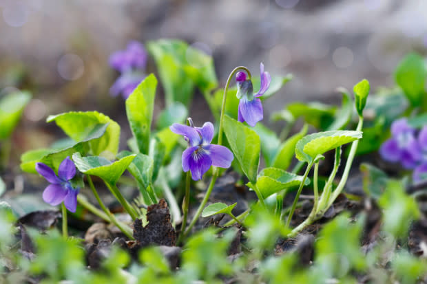 Purple violet, the New Jersey state flower<p>iStock</p>