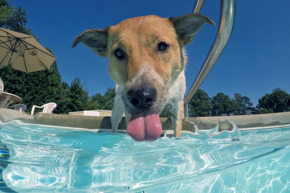 dog drinking pool water