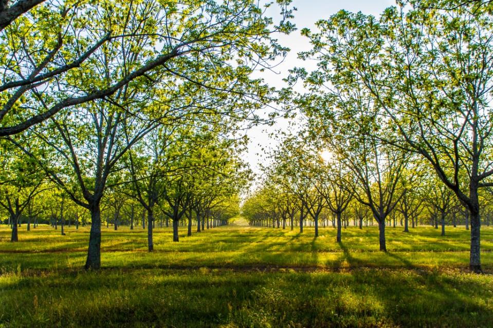 Pecan Grove Park via Getty Images