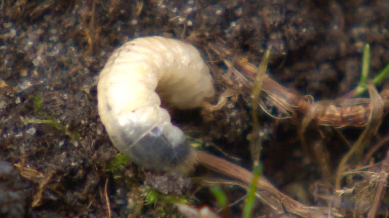 Voracious grub and its predators destroy Fredericton lawns and sports fields