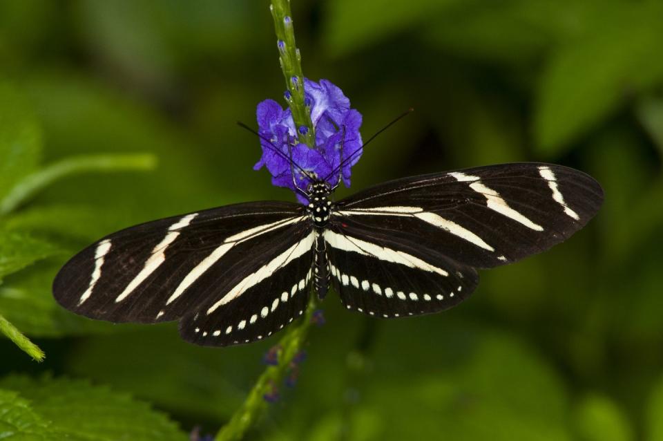 <p><strong>Zebra Longwing</strong></p><p>Florida picked this aptly named state bug in 1996. <strong><br></strong></p>