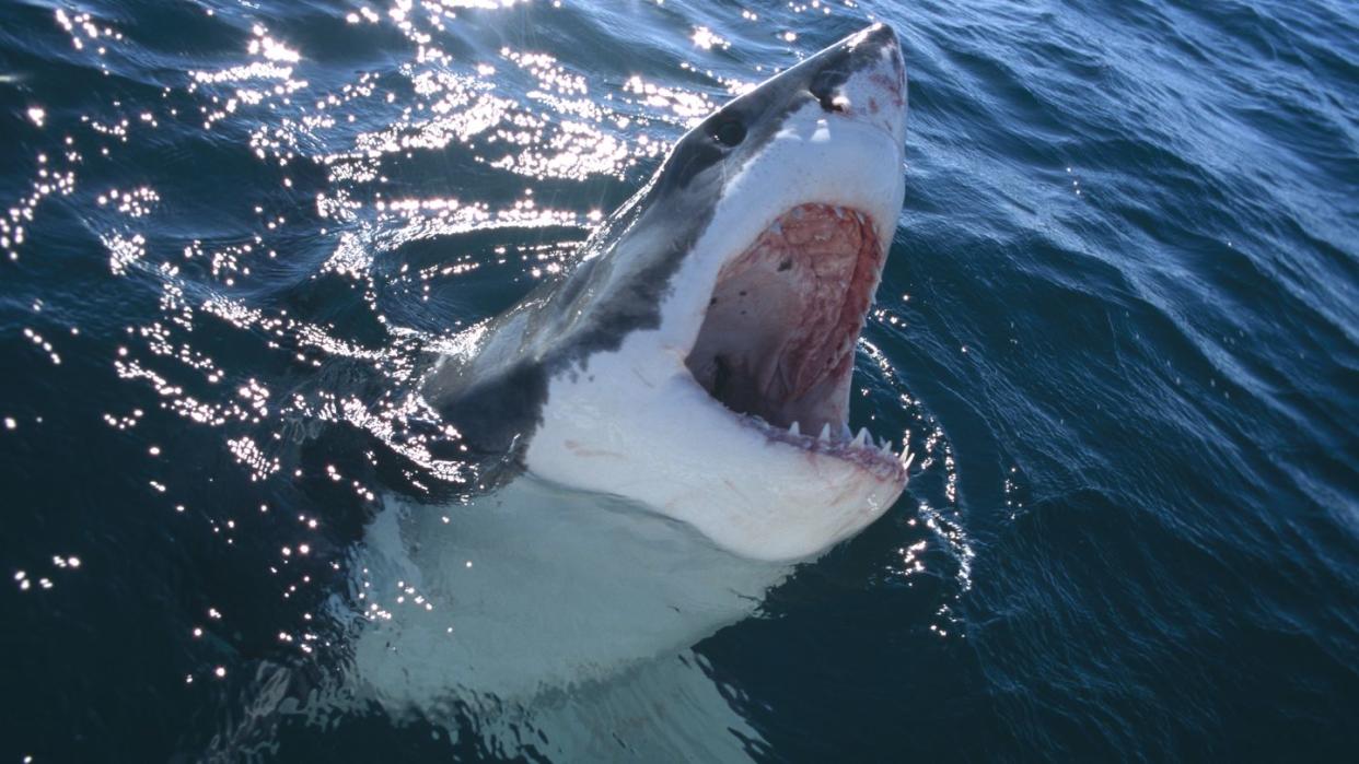 great white shark, carcharodon carcharias, swims just below water surface
