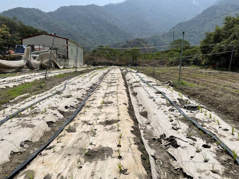 部落鋪設再生紙蓆  減少黑稻米種植雜草危害 高雄區農改場自民國111年起協助人口老化的茂林區 魯凱族部落蒐集、繁殖黑稻米、黑小米；112年進一 步回到部落示範利用再生紙蓆，可減少除草人力的方 式栽培黑稻米。 （高雄區農改場提供） 中央社記者楊淑閔傳真  113年5月14日 