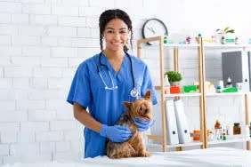 A Yorkshire Terrier being examined for patellar luxation (or slipped stifles).