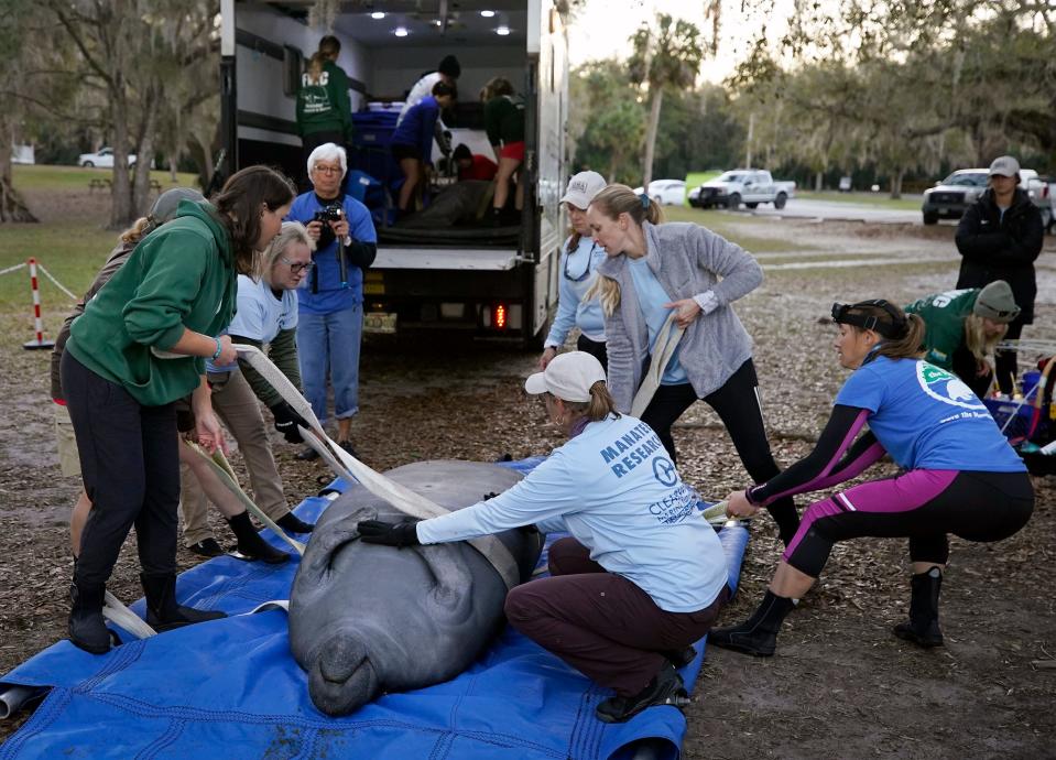 Workers prepare a manatee to be released  during a mass release of rehabilitated manatees at Blue Spring State Park in Orange City, Monday, Feb. 13, 2023 