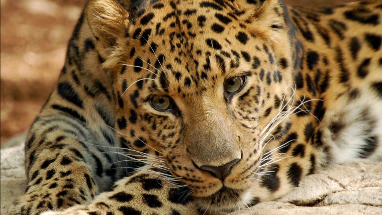 Leopardo de Amur