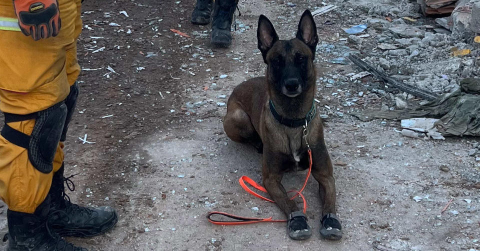 領犬員會視搜救場地決定是否讓搜救犬穿鞋子。圖／台北市搜救隊提供