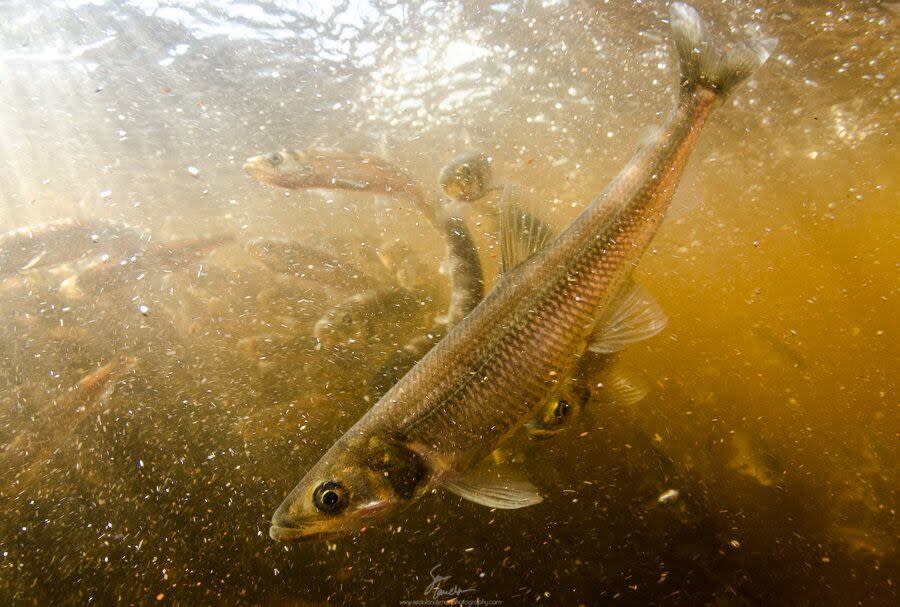 Sean Landsman set up his camera to document this year's smelt run.